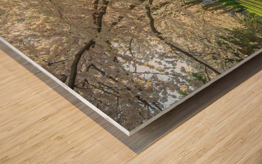 Spencer Park Cherry Blossom Splendor Wood print