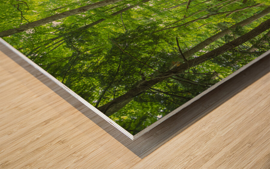 Summer fresh forest glow Wood print