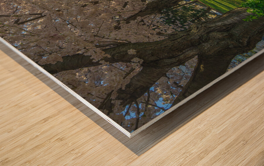 Cherry Blossom Pathway during sunrise Wood print