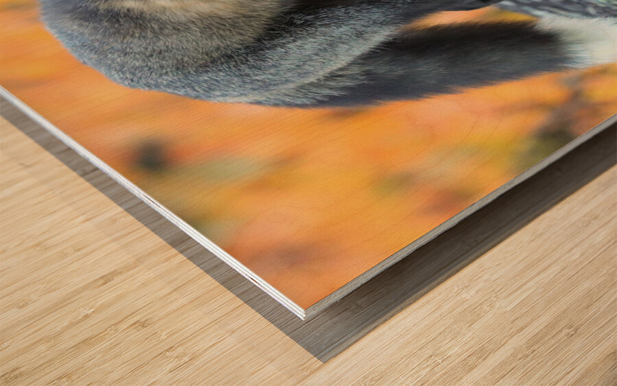 Autumn Crossfox Wood print