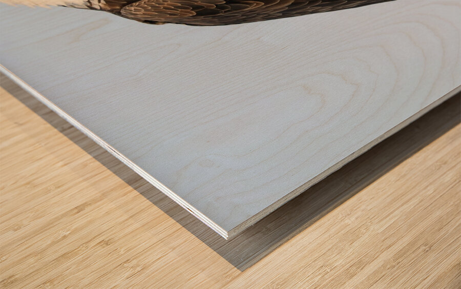 Bald Eagle portrait Wood print