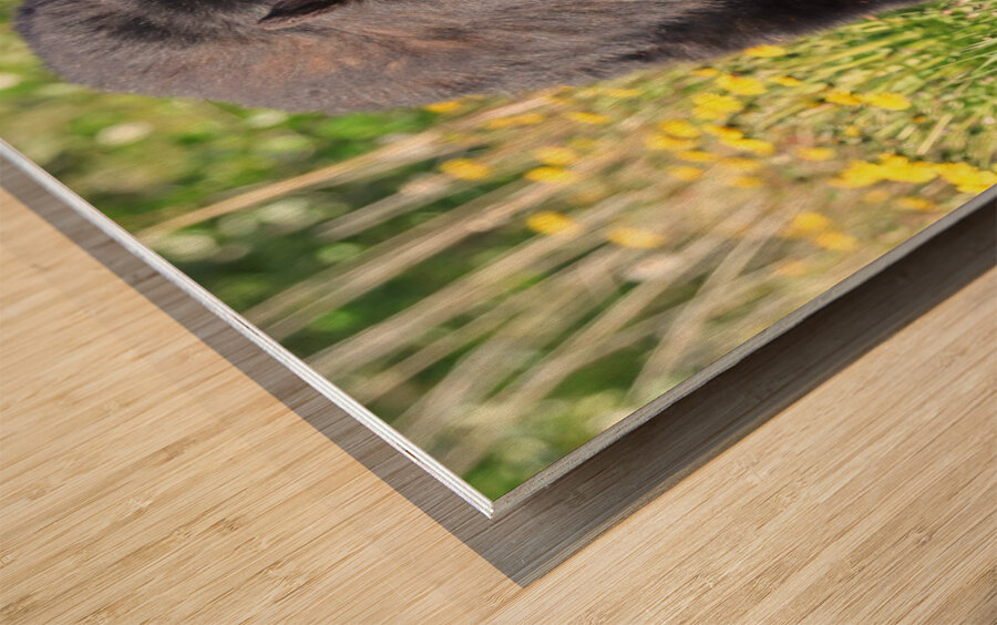 Black Bear Enjoying dandelions Wood print