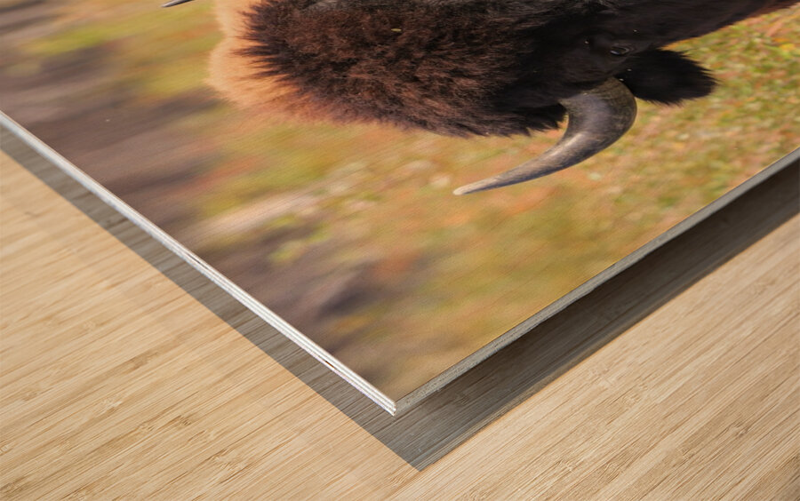 Friendly Giant   Wood Bison Wood print