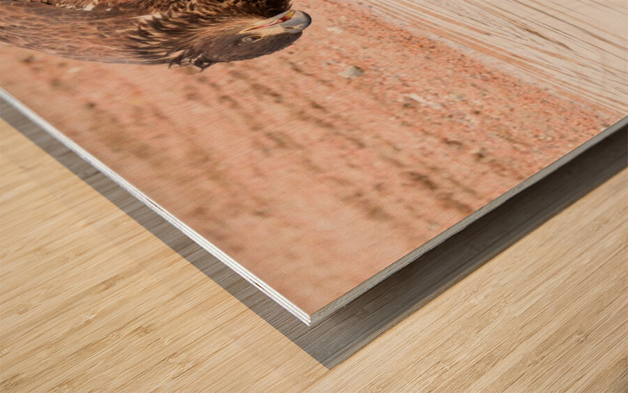 Juvenile Bald Eagle Reflection Wood print