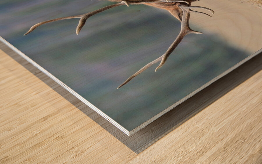 Jasper Elk Wood print