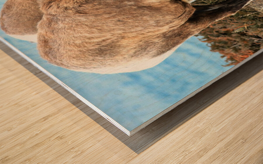 Young Mountain Rams Wood print