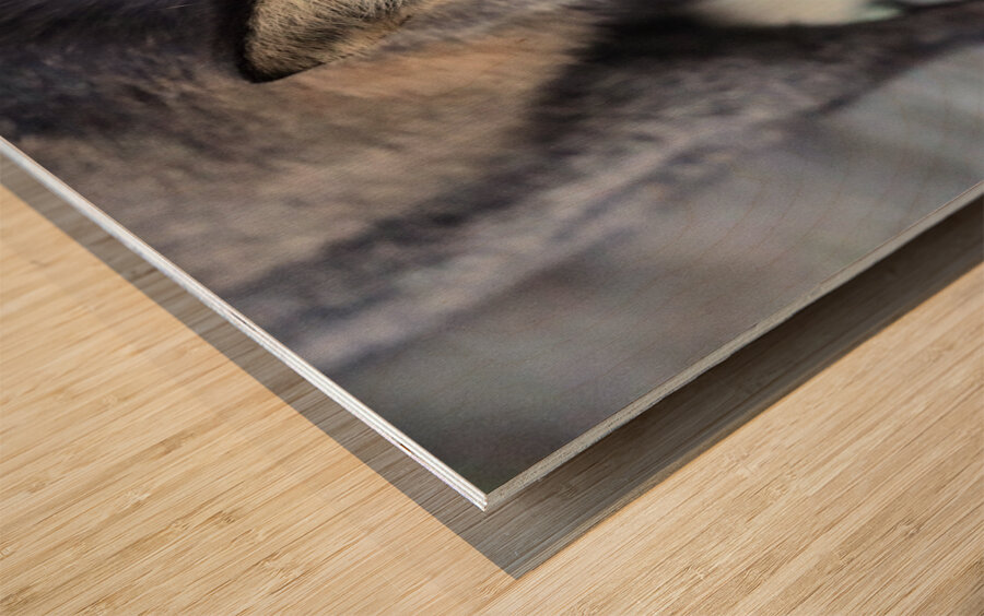 Fox Staredown Wood print