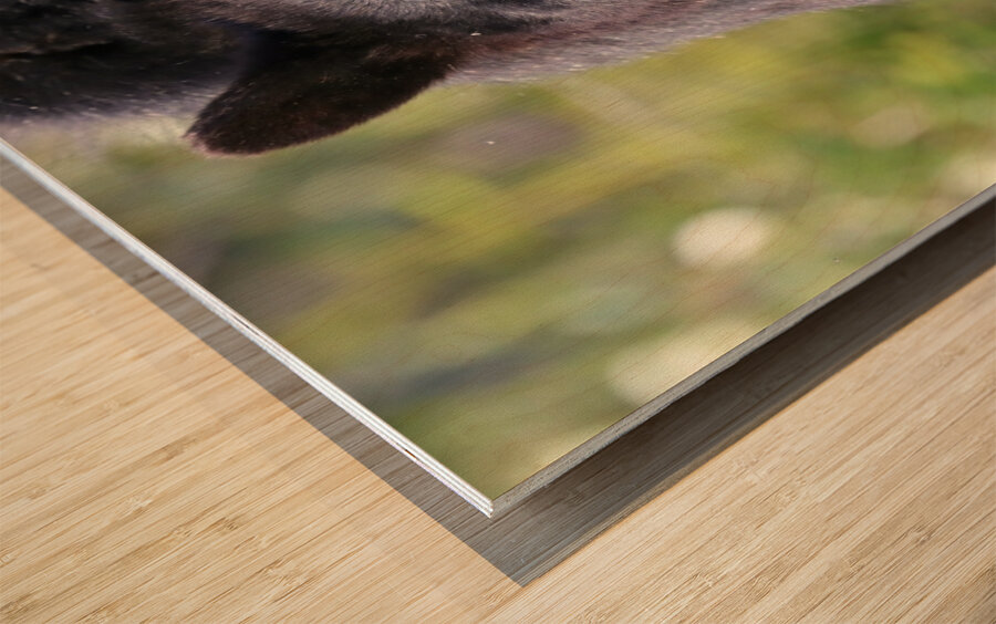 Black Bear Portrait Wood print