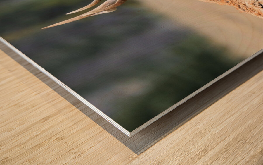Elk Staredown Wood print