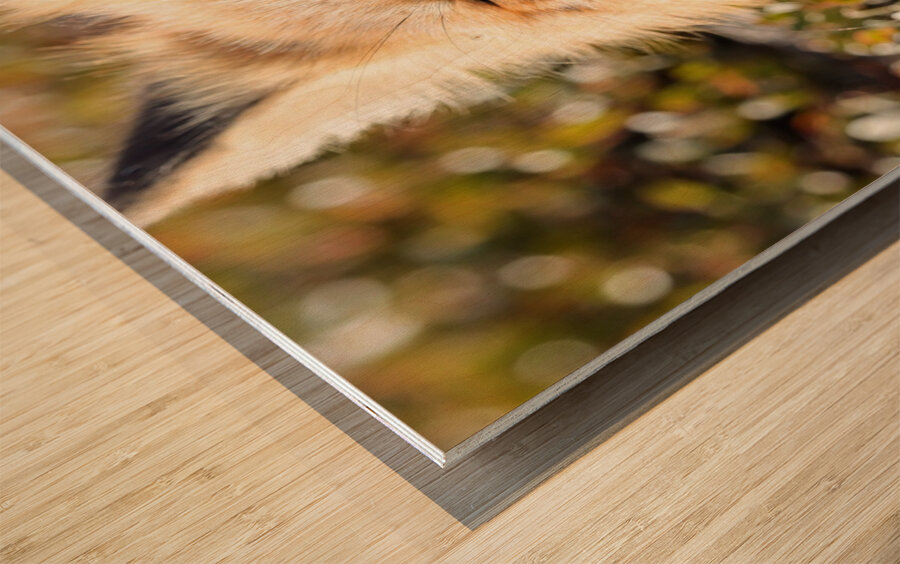 Fox Yawning Wood print