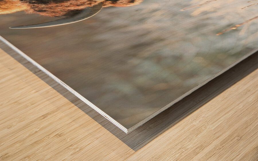 Wood Bison in Morning Frost Wood print