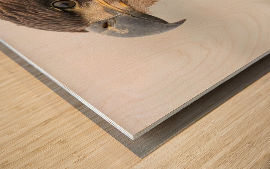 Juvenile Bald Eagle Portrait Wood print