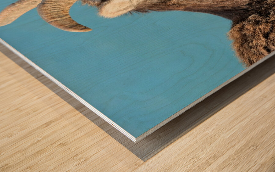 Mountain Ram Portrait Wood print