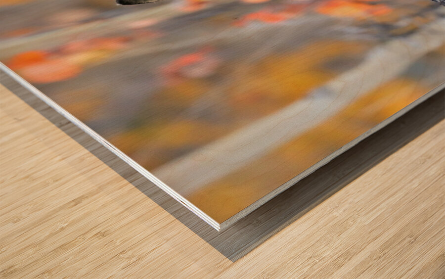 Young Crossfox in Autumn Wood print