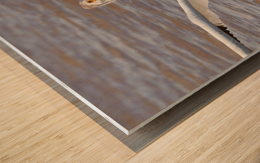 Pelican Takeoff Wood print