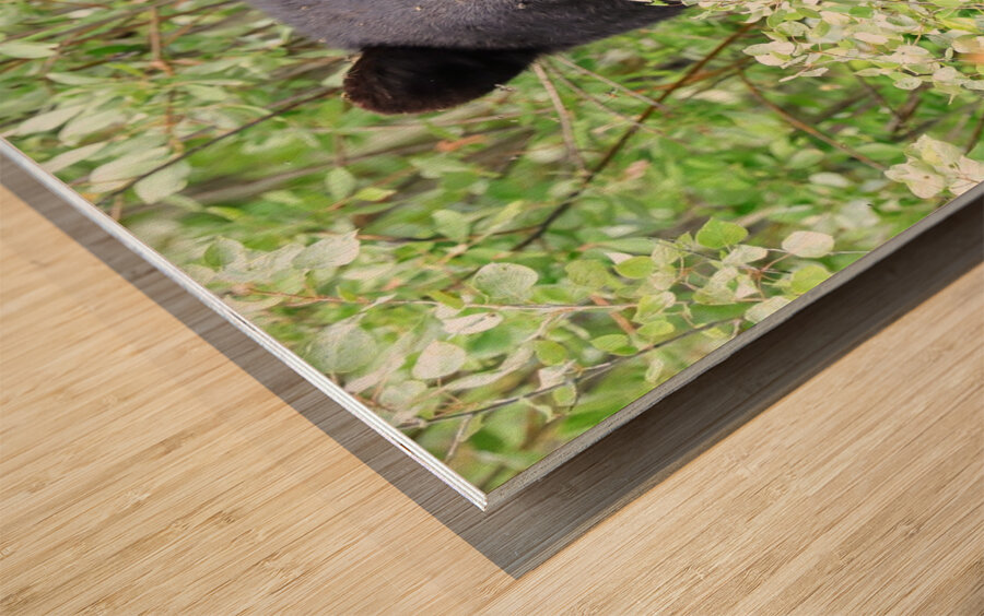 Black Bear Eating Wood print