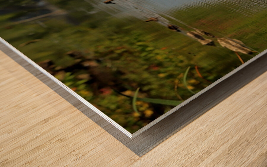 Swan Mirror reflections Wood print