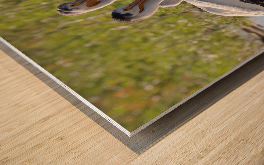 Pelicans relaxing along the Hay River  NWT Wood print