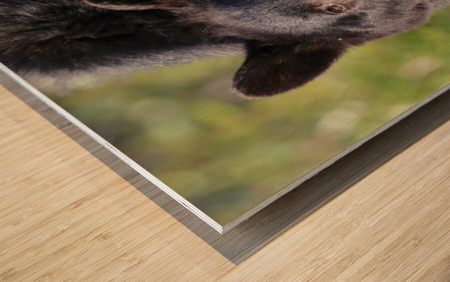 Black Bear Staredown Wood print