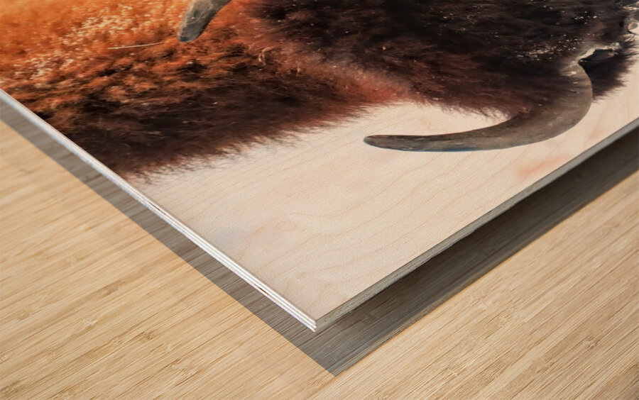 Winter Bison Portrait Wood print