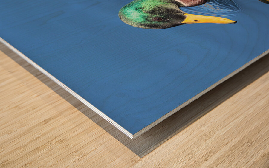 Duck Reflections Impression sur bois