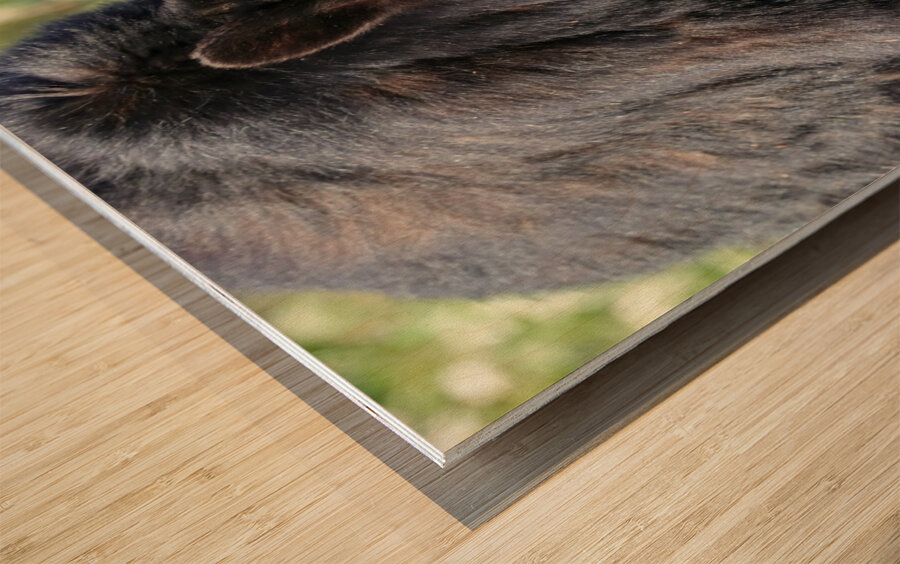 Black Bear eating grass Wood print