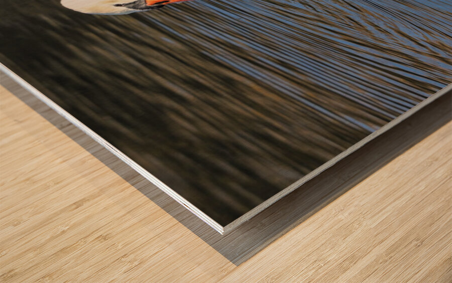 Summer Swan Reflection Wood print