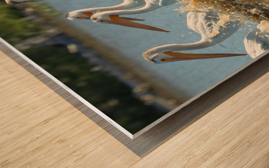 Pelicans in the Waves Wood print