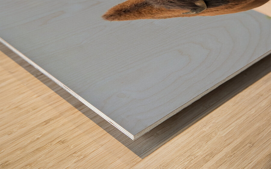 Big Boss of the Road   Wood Bison Wood print