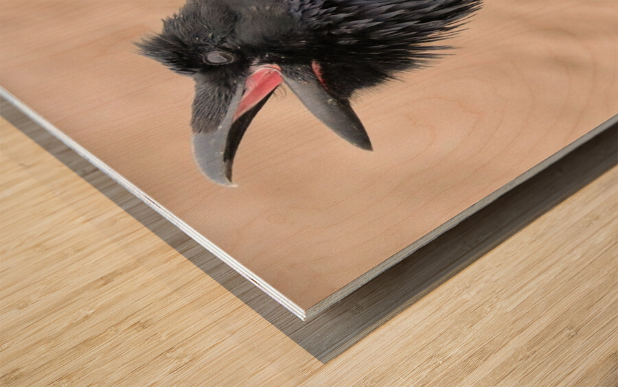 Raven singing Wood print