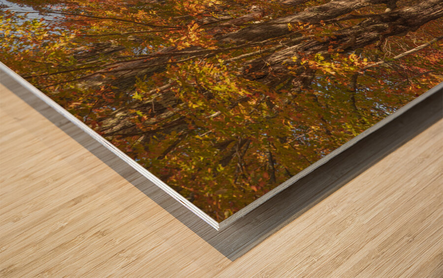 Lovers Lane Autumn Splendor Wood print