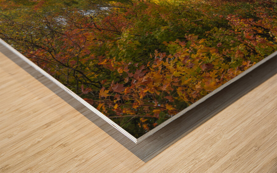 Autumn Road Morning Glow Wood print