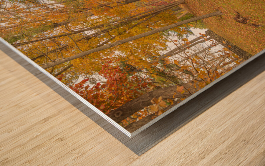 Letchworth Autumn Road to Paradise Wood print