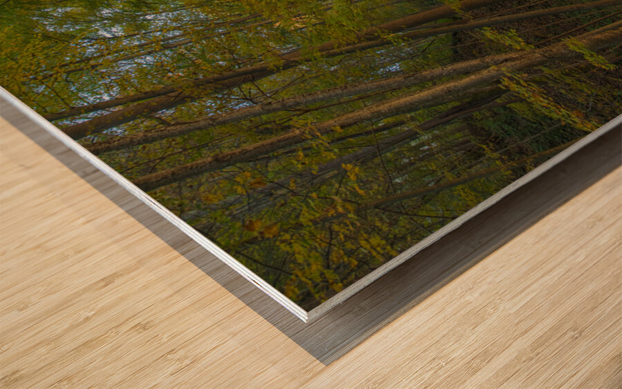 Taughannock Falls Forest Trail Wood print