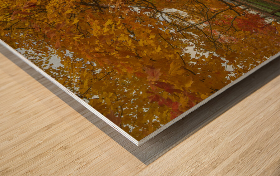 Autumn Farm Maple Pathway  Wood print