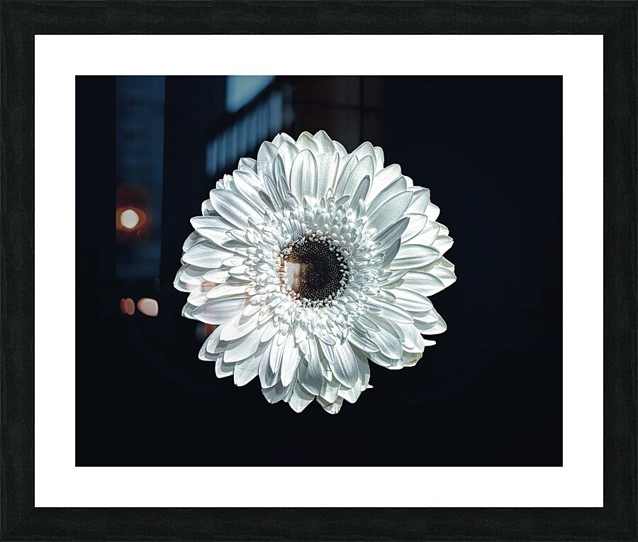 White Daisy 1 Picture Frame print