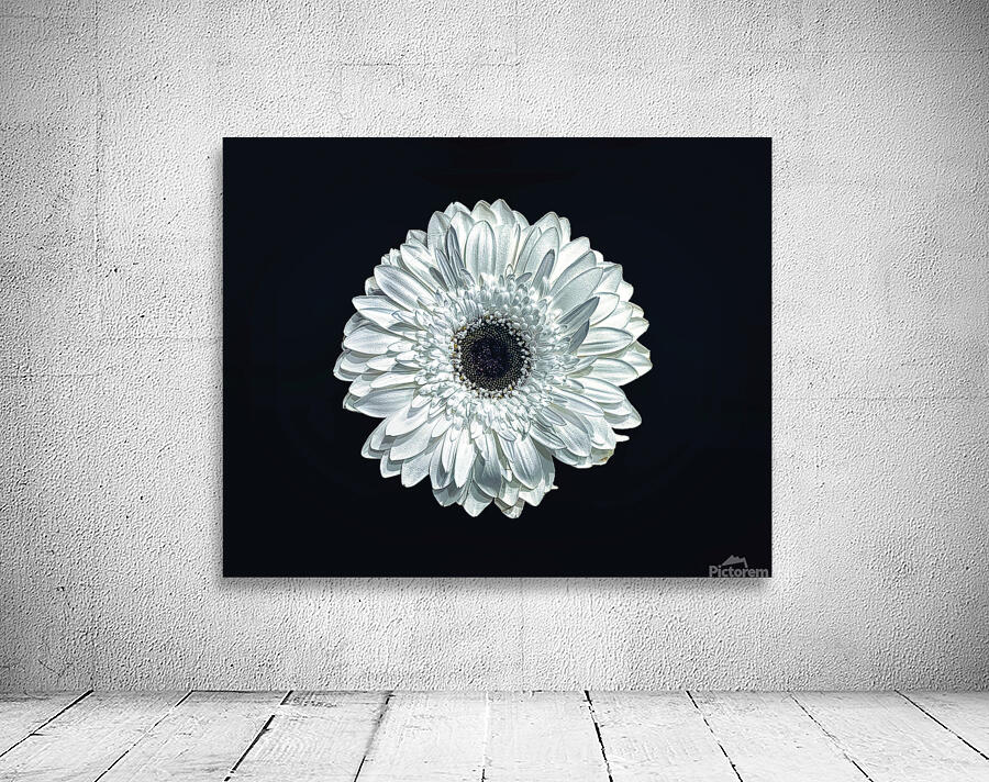 White Daisy 1 Wall Preview