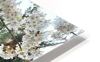 Cherry Blossom Branches HD Metal print