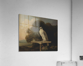 Greenland Falcon By George Stubbs  Acrylic Print