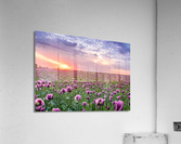 Flowers landscape Acrylic Print