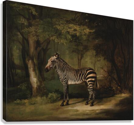  Zebra - George Stubbs Canvas Print