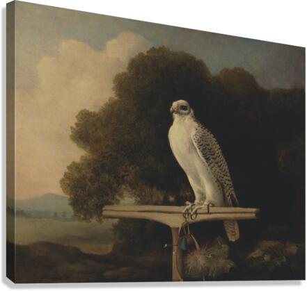 Greenland Falcon By George Stubbs  Canvas Print