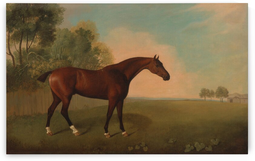   A Bay Horse in a Field by John Boultbee  by Goldfishwallart