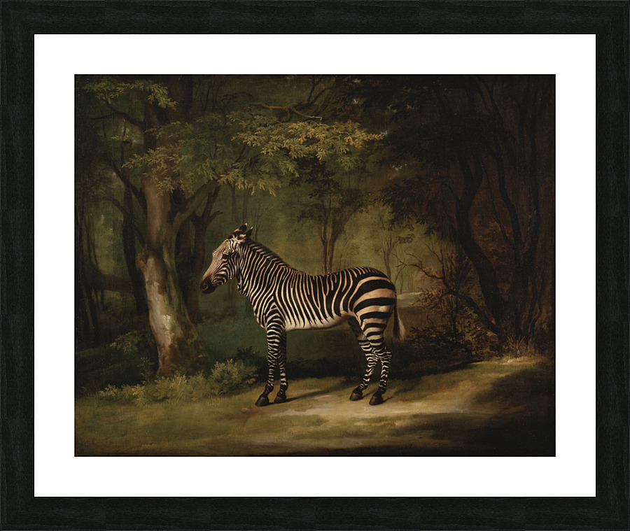  Zebra - George Stubbs Picture Frame print