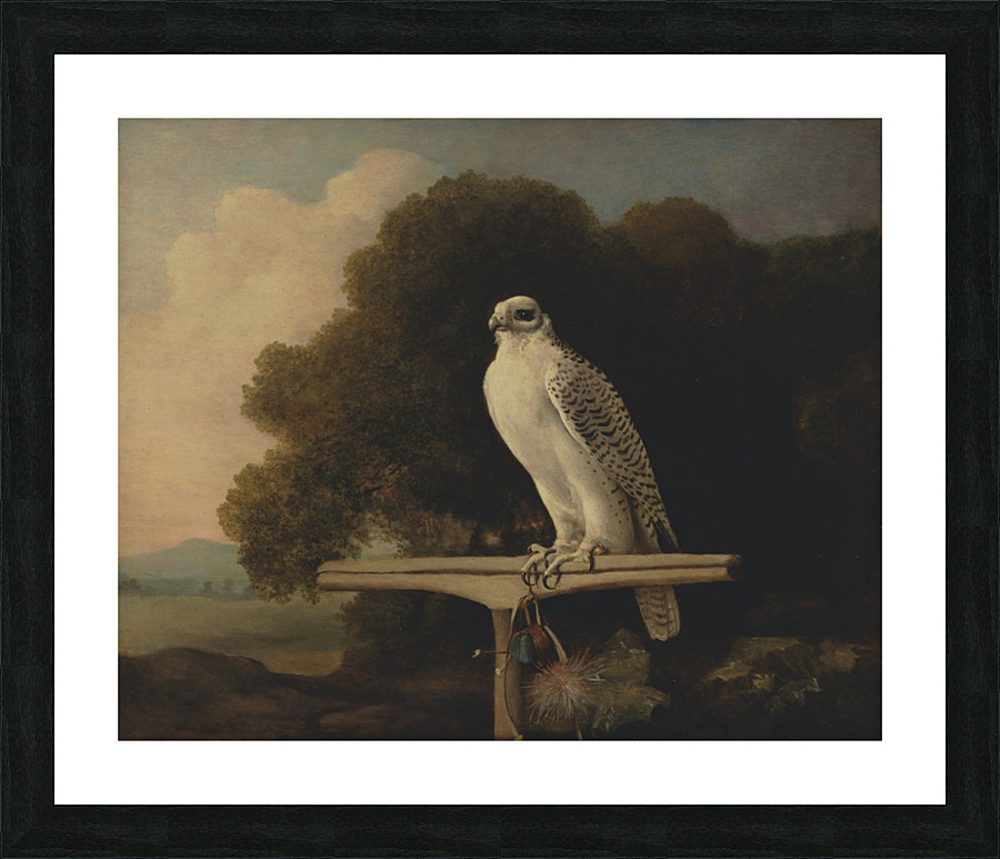 Greenland Falcon By George Stubbs  Picture Frame print