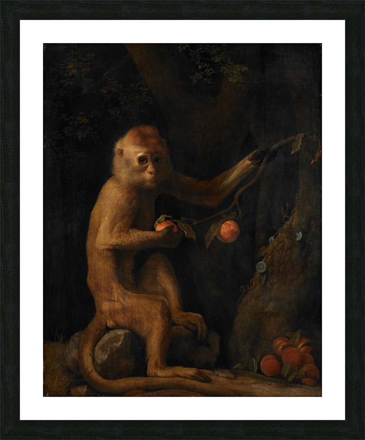  A Monkey by George Stubbs Picture Frame print
