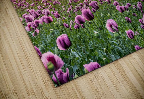 Flowers landscape Goldfishwallart puzzle