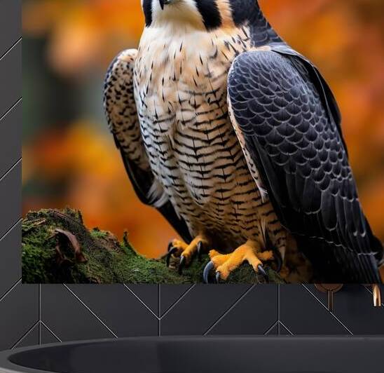Beautiful peregrine falcon wall art by Goldfishwallart