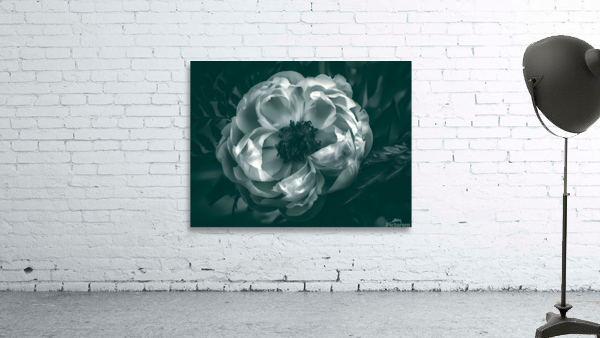 Peony Wall Preview