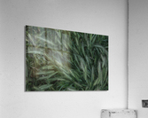 dew Acrylic Print